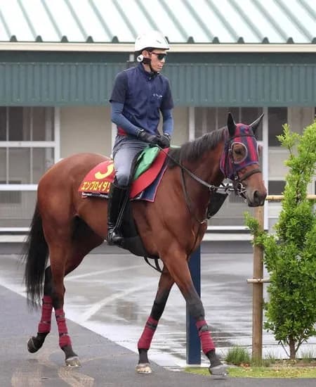【ヴィクトリアＭ】 エンブロイダリーが2倍ついてるのやばいだろ　普通1.6倍くらいじゃね