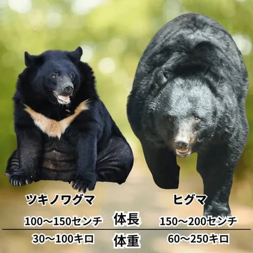 【悲報】クマさん、完全に人間をナメ始めてしまうwwwwwwwwww