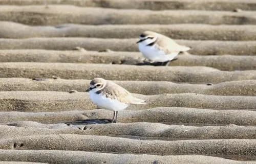 【爆笑】ワイの県鳥が最強すぎて誰も勝てないｗｗｗｗｗｗｗｗｗｗ