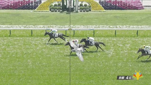 【競馬】 京都4Rの写真判定に鳩が乱入！ クビ差の4着ｗｗｗｗ