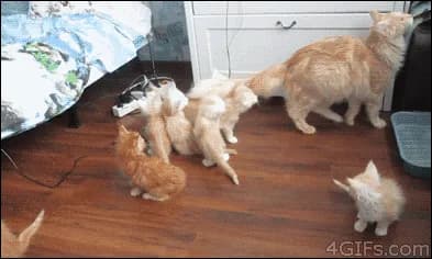 ずっと見てられるGIFｗｗｗｗｗｗｗｗｗｗｗｗｗｗ