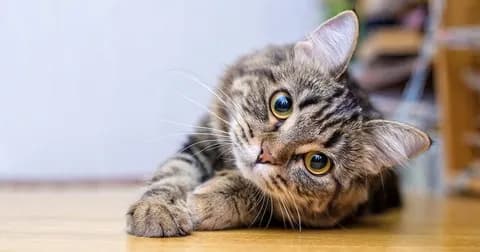 この猫の種類分かる奴おる？