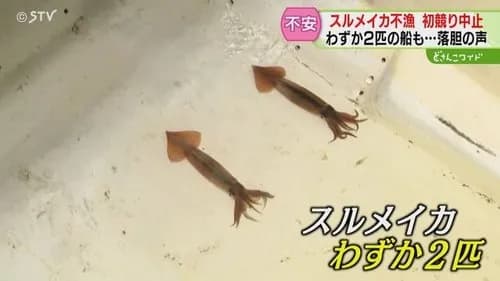 【悲報】2025年漁師さん「イカが豊漁だ！」→2026年漁師さん「何故かイカがいない」ｗｗｗｗｗｗｗｗｗｗ
