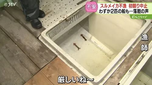 【悲報】スルメイカさん、不漁すぎてガチでとんでもないことになるｗｗｗｗｗｗｗｗｗｗ