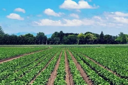 【悲報】農家さん「誰でも世帯年収3500万円。1年の半分休み。コミュ力不要。」←イマイチ人気ない理由ｗｗｗｗｗｗｗｗｗｗ