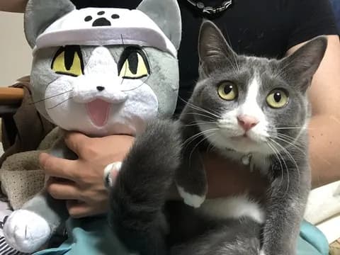 【朗報】現場猫、仕事猫に改名して労働災害防止協会のテキストに公式出演ｗｗｗ