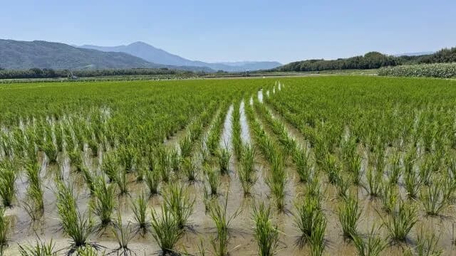 【悲報】石破「今からコメを増産する!」　玉木「もう田植え終わってますよ?」　石破「」