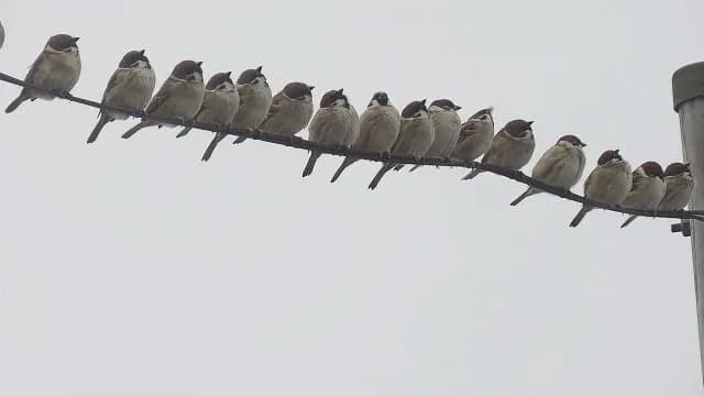 電線に止まってる雀ってなんで感電しないの？