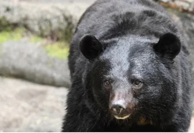 元自衛隊レンジャー弁護士「クマは銃剣で倒せる。銃なんていらない😤」