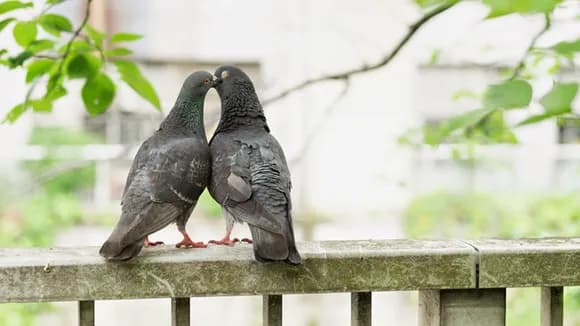 【動画】中国人の子供たち、鳥をぶん殴るのが日常的になる・・・・・・・・・・・・