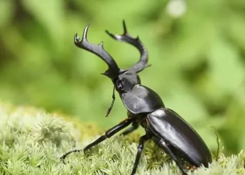 一番好きなクワガタでそいつの学歴がわかることが判明wwww