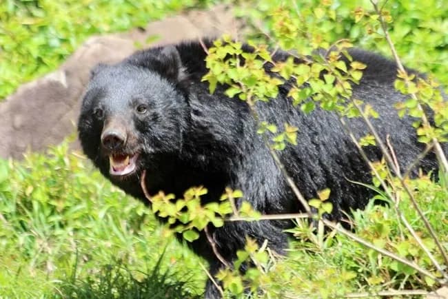 会社員「しゃあっ！」🐻「なにっ！」ピッケル一閃。会心の一撃で母熊は崖下に転落