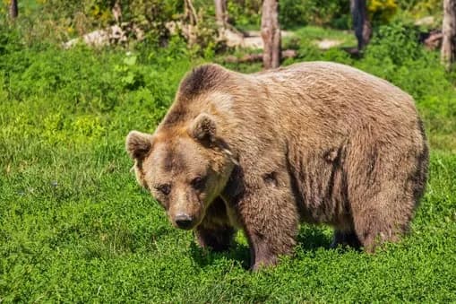 【朗報】熊に襲われた時にほぼほぼ軽傷で済む方法、発見されるｗｗｗｗｗｗｗｗｗｗｗｗ