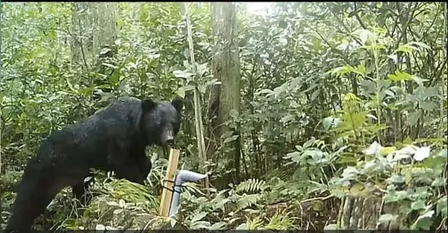 クマサン、九州侵略へwwwwwwwwww