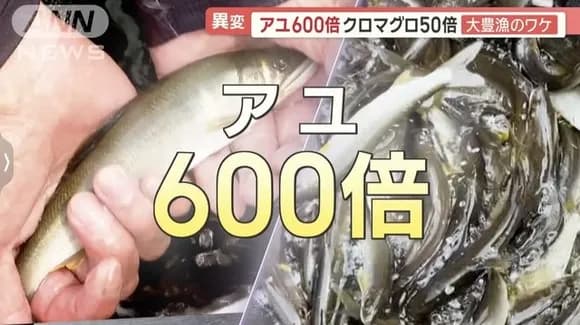 【朗報】アユ600倍、マグロ50倍の大豊漁！！関係者「豊漁すぎて困るレベル」ｗｗｗｗｗｗｗｗｗｗｗ