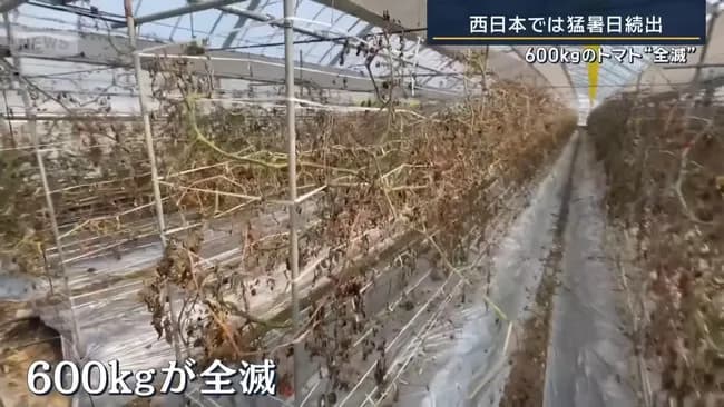 【悲報】トマト「暑すぎンだわ」→600kg全滅