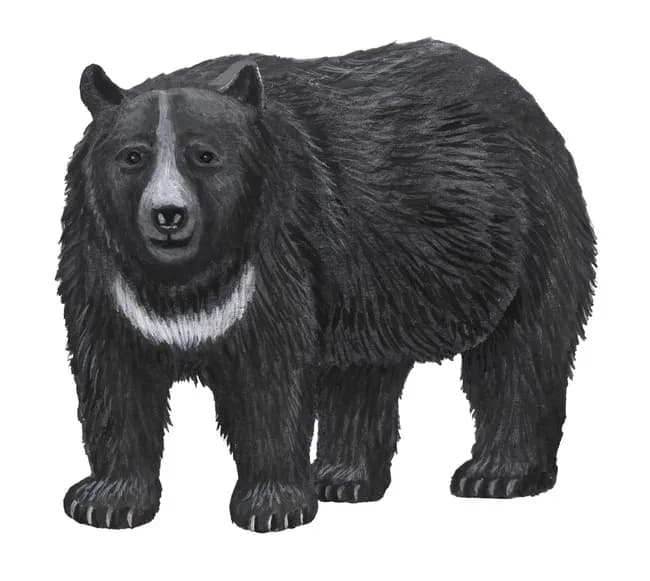 【悲報】熊侵略マップ作製される