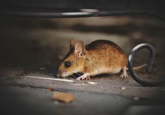 【動画】食用ネズミ、可愛すぎて炎上ｗｗｗｗｗｗｗｗｗｗｗｗｗｗｗｗｗ