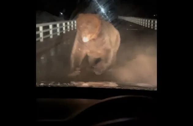 北海道の熊、レベルが違う…　動画の臨場感がヤバい…
