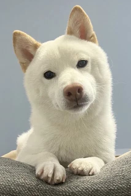 いいかい学生さん、柴犬を、白い柴犬を飼いなよ🥺