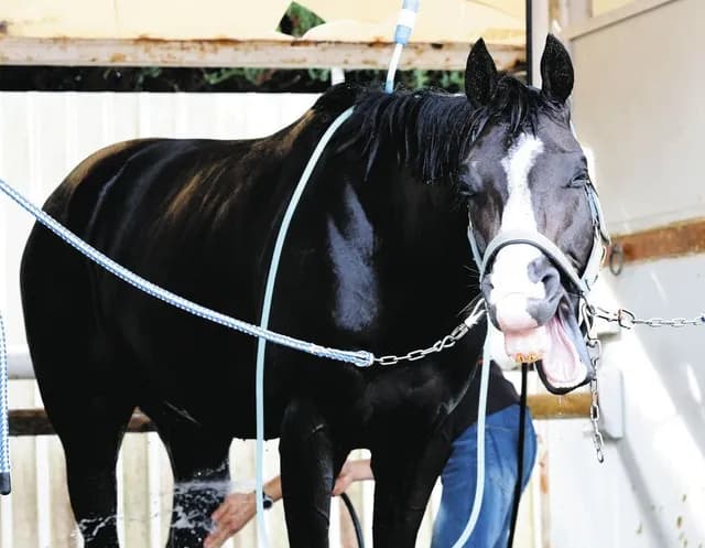 【天皇賞】 マスカレードボール、過剰人気だが軸に最適