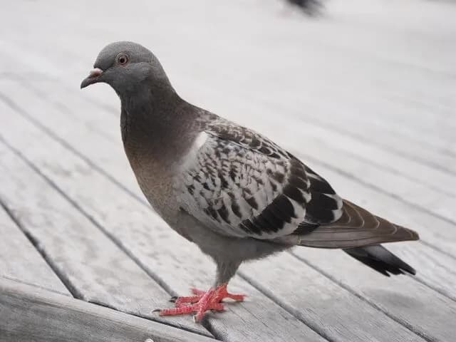 鳩とかいうクッソかわいい生き物