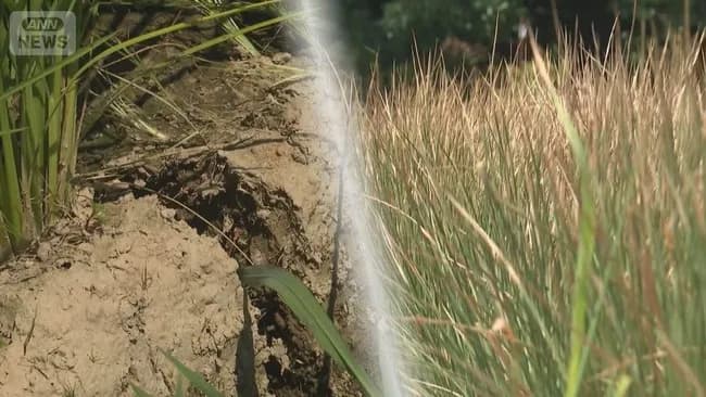 【悲報】農家「水不足で米できません」なお備蓄米は放出済みｗｗｗｗ