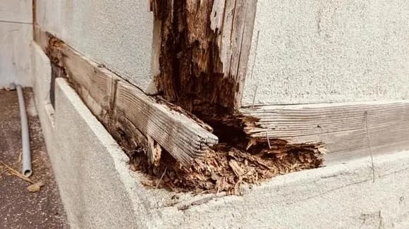 【絶望】賃貸にシロアリ出たんやがどうしようｗｗｗｗｗｗｗｗｗｗｗｗｗｗｗｗ