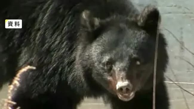 【岩手】柴犬　行方不明