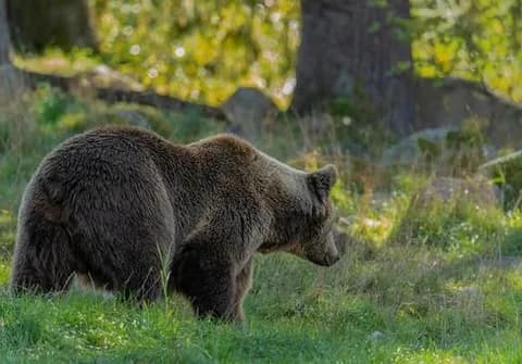 【朗報】クマに会った時の最適解、判明する