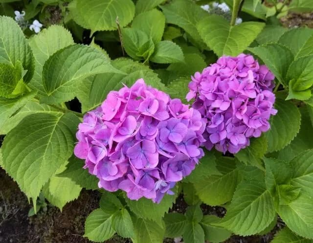 シェフ「アジサイに乗っけて出したらオシャレじゃん？」配膳係「何この葉っぱ？多分大葉やろ」