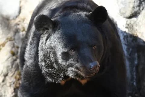 母親「その傷どうしたの！」小5男児「熊に襲われたｗ（嘘）」→大騒ぎに