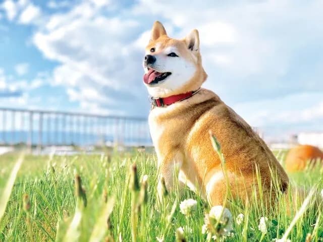日本で一番有名な犬って誰なの？🐶