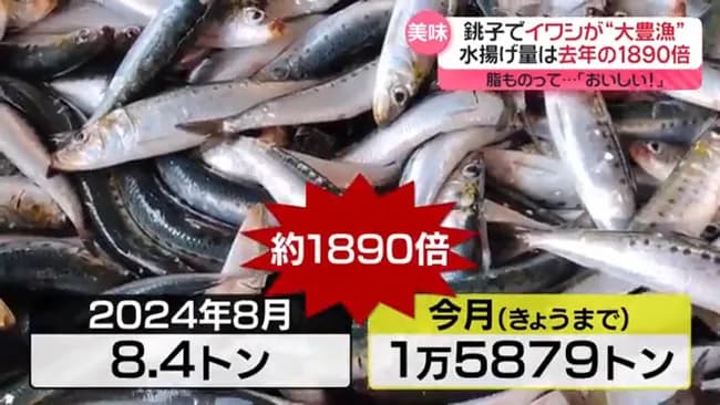 千葉県銚子市でイワシが大漁。去年の1800倍も獲れるので獲れるだけ獲ってカスみたいな値段で売るゾ