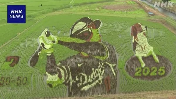 大谷翔平選手の「田んぼアート」が見頃 岩手 奥州