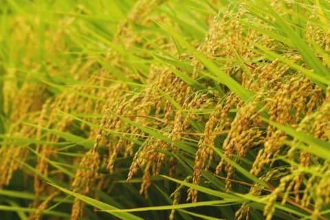 【悲報】JA「小泉進次郎のせいで農家は廃業ですわ、せっかくコメ価格上がったのに2000円で売るな」