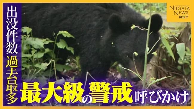熊を駆除した魚沼市役所に抗議殺到「なぜ殺す？」「麻酔銃で撃って山に返せ」「小熊は殺すな」