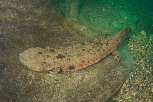 【衝撃】「実は日本にしかいません」←これで一番びびった生き物ｗｗｗｗｗｗｗｗｗｗｗｗｗｗｗｗ