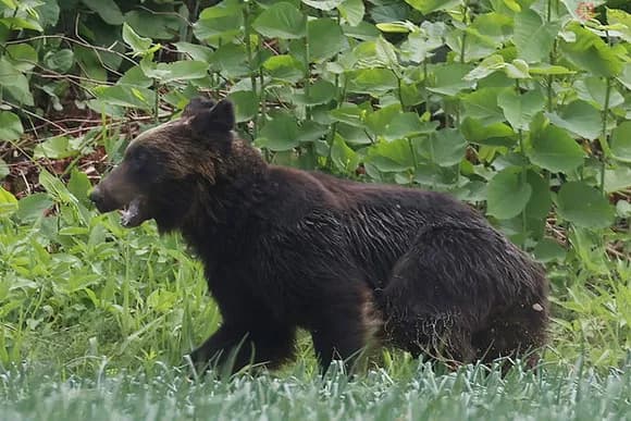 【驚愕】秋田県「熊狩りで自衛隊要請します！」自衛隊「え、待って？銃は？」秋田県「猟銃免許ないの？」