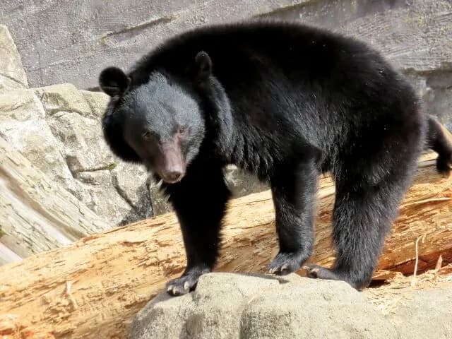 熊とかいう戦闘力激ヤバの野生動物が日本各地にいます←これ