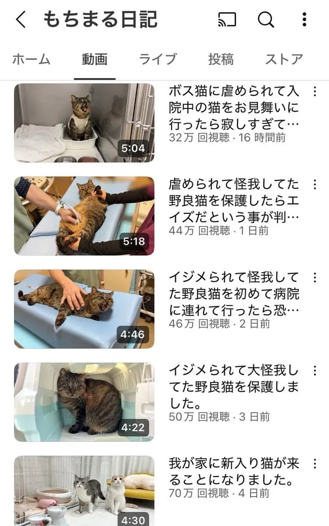 【朗報】もちまる日記さん、保護猫が加入し3匹体制へ