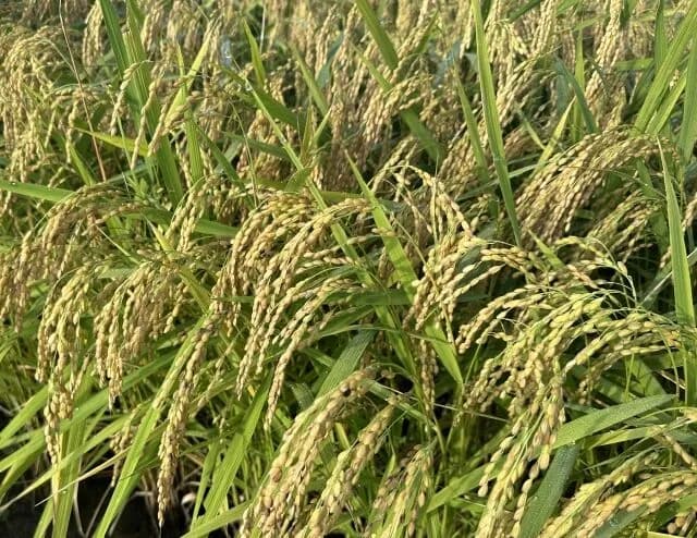 農家とかじゃなくてお米を作る大企業とかないんか？？