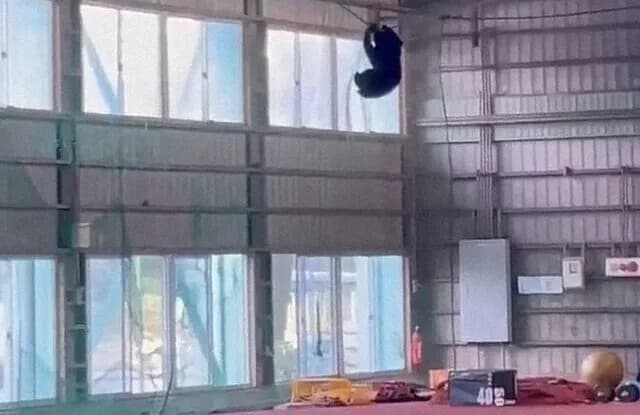 クマさん、高校野球部の屋内練習場に侵入
