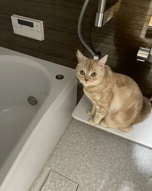 猫ってたまに風呂の様子見に来るよな