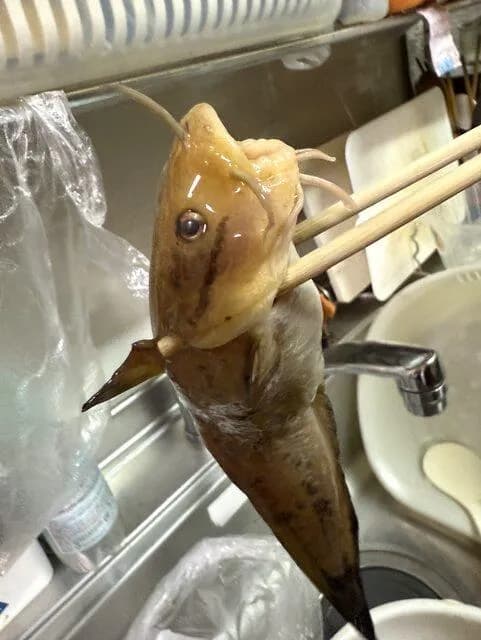【画像】ゴンズイ釣れたんやが食べてもええか？ｗｗｗｗｗｗｗｗｗｗｗ