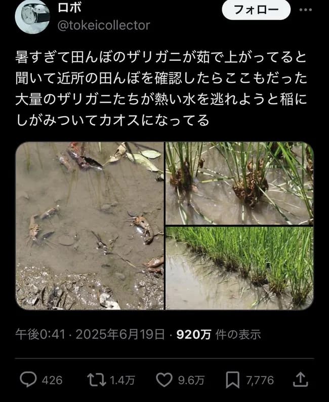 【画像】ザリガニ、田んぼで茹で上がる。暑すぎて稲をのぼるがまるでクモの糸。誰も助からない
