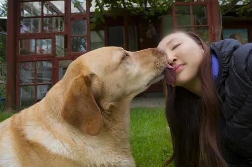 【驚愕】犬が顔を舐めてくる理由ｗｗｗｗｗｗｗｗｗｗｗｗｗｗｗｗ