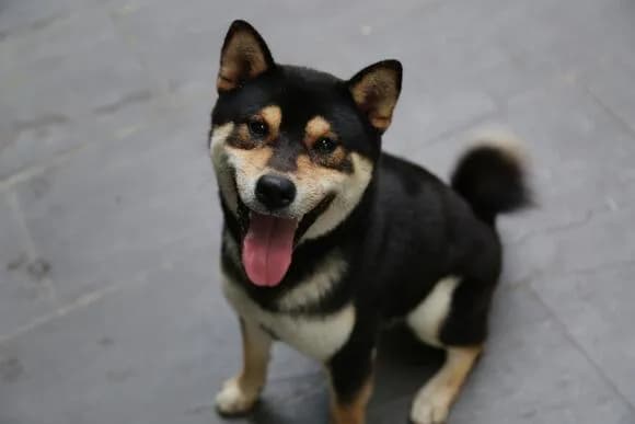 【動画】香港で柴犬がいじめられてる動画が流行る・・・