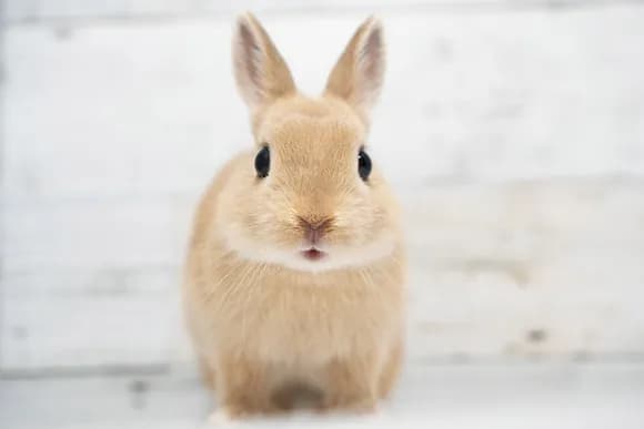 【画像】俺が飼ってるウサギ、可愛すぎるｗｗｗｗｗｗ