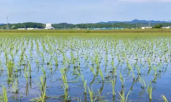 【悲報】大企業が農業に参入失敗する理由、仕方がなかったｗｗｗｗｗｗｗ